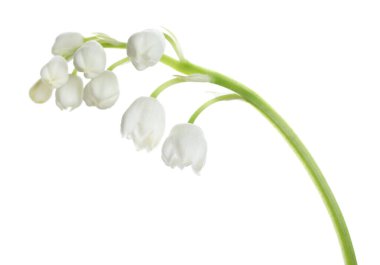 Beyaz arka planda vadi çiçeğinin güzel zambağı