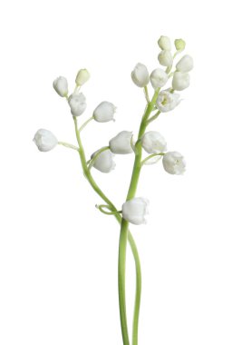 Vadinin güzel zambakları beyaz arka planda