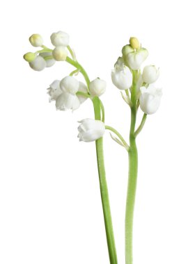 Vadinin güzel zambakları beyaz arka planda