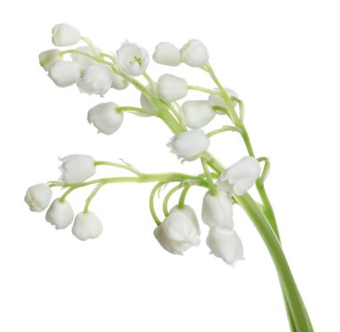 Vadinin güzel zambakları beyaz arka planda