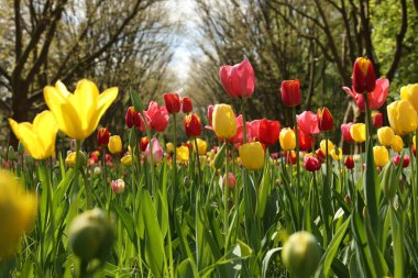 Güneşli bir günde, açık havada büyüyen güzel laleler.