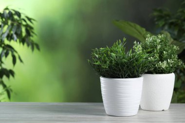 Aromatik bebek panda bitkisi ve kekik beyaz ahşap masa üzerinde saksılarda yetişiyor.