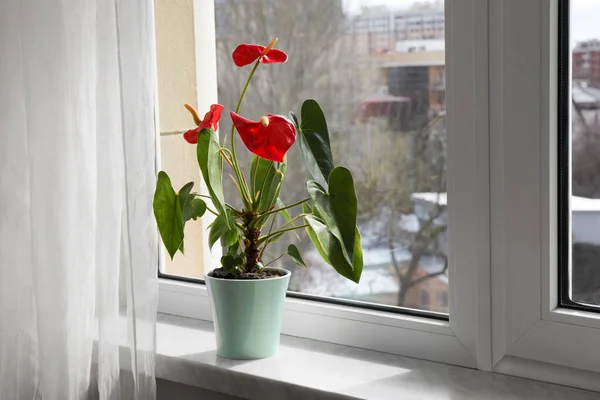 室内の窓の上に鍋に美しいアンスリウム 家の植物 — ストック写真