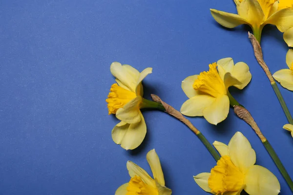 Beautiful Yellow Daffodils Blue Background Flat Lay Space Text — Stock Photo, Image