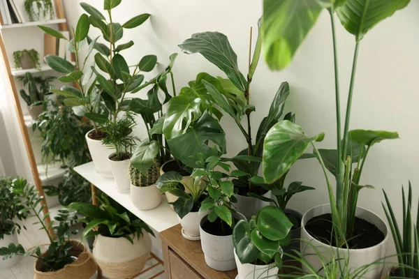 室内家具の多くの異なる鉢植えの植物 — ストック写真