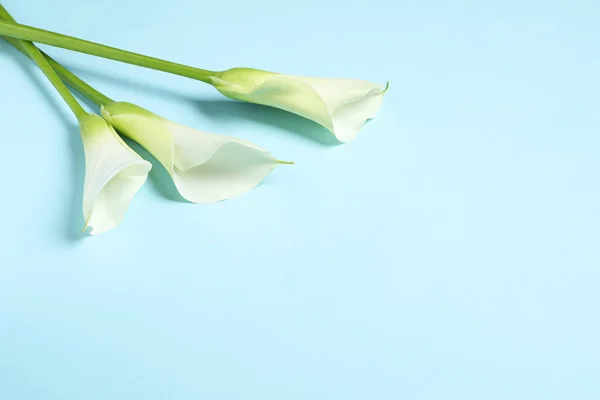 Mooie Calla Lelie Bloemen Lichtblauwe Achtergrond Ruimte Voor Tekst — Stockfoto