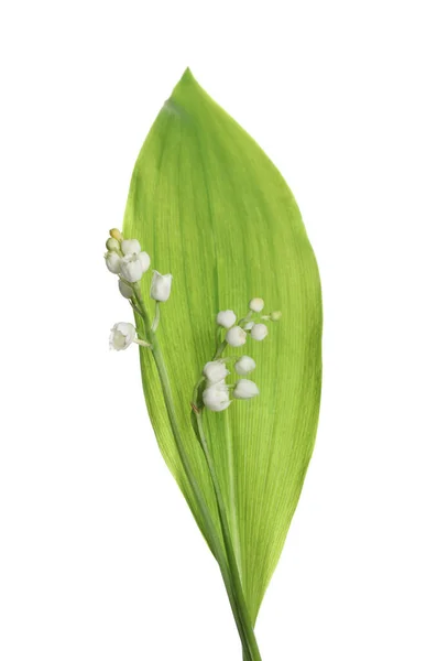 Όμορφος Κρίνος Της Κοιλάδας Λουλούδια Φύλλο Λευκό Φόντο — Φωτογραφία Αρχείου