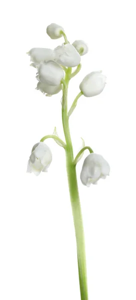 Beyaz Arka Planda Vadi Çiçeğinin Güzel Zambağı — Stok fotoğraf