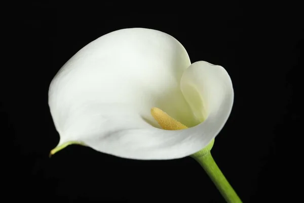 Krásné Calla Lily Květ Černém Pozadí Detailní Záběr — Stock fotografie