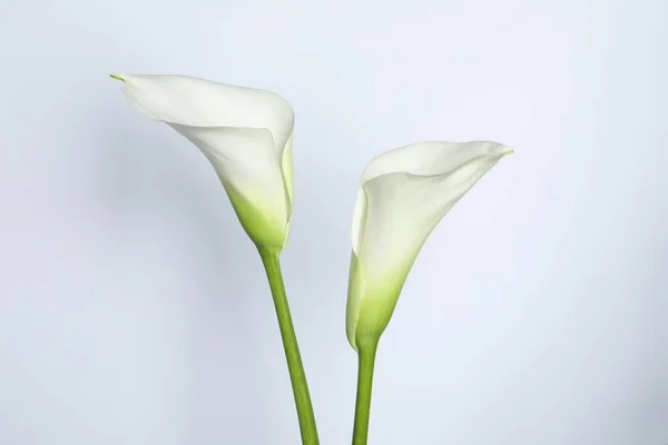Indah Bunga Lili Calla Pada Latar Belakang Putih — Stok Foto