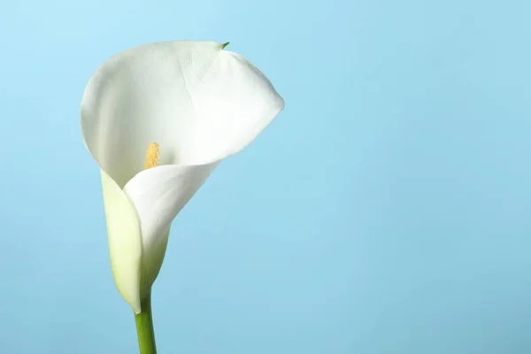 Beautiful Calla Lily Flower Light Blue Background Closeup Space Text — Stock Photo, Image