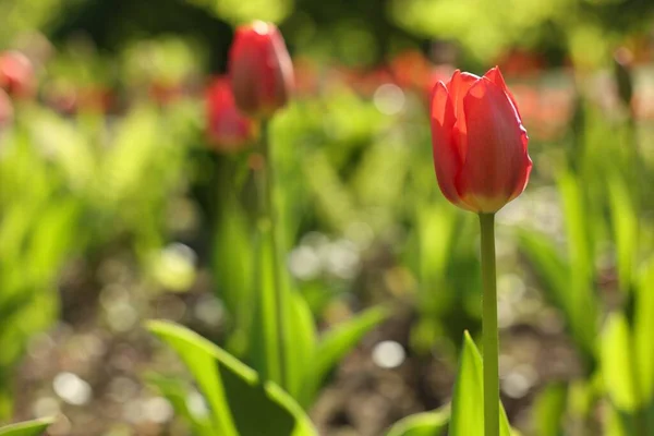 Красивые Красные Тюльпаны Растут Открытом Воздухе Солнечный День Крупным Планом — стоковое фото