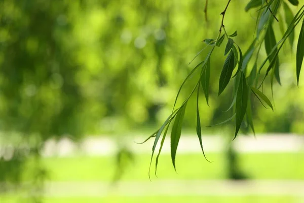 Beautiful Willow Tree Green Leaves Growing Outdoors Sunny Day Closeup — Stock Photo, Image