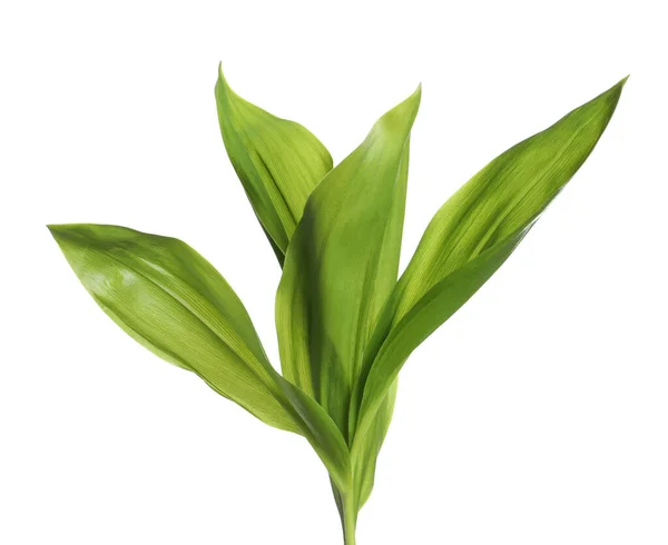 Beautiful Lily Valley Leaves White Background Royalty Free Stock Photos