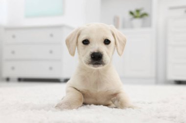 Evdeki beyaz halıya uzanmış şirin bir köpek yavrusu.