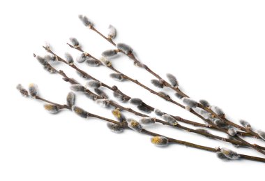 Beautiful pussy willow branches with flowering catkins isolated on white