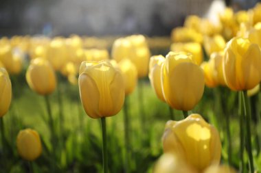 Güneşli bir günde, açık havada büyüyen güzel sarı laleler, yakın çekim. Bahar mevsimi