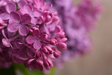 Bulanık arka planda güzel açan leylak çiçekleri, yakın plan. Metin için boşluk