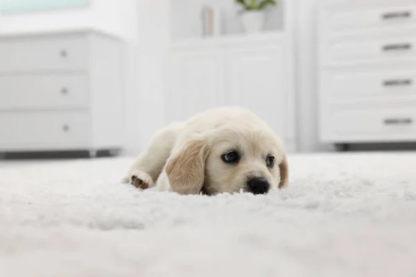 Cute Little Puppy Leżące Białym Dywanie Domu — Zdjęcie stockowe