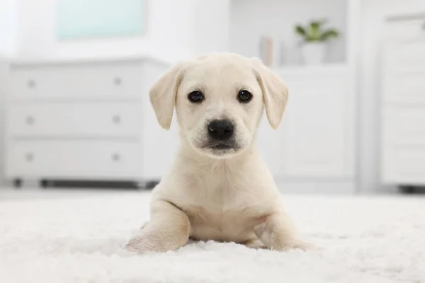 Carino Piccolo Cucciolo Sdraiato Tappeto Bianco Casa — Foto Stock