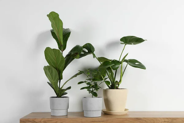 Many Different Houseplants Pots Wooden Table White Wall — Stock Photo, Image