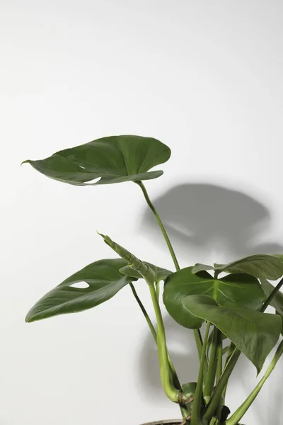 stock image Beautiful monstera near white wall. Leafy houseplant