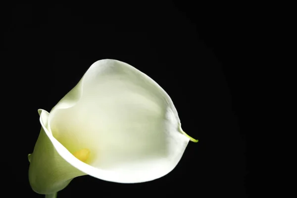 Beautiful calla lily flower on black background, closeup