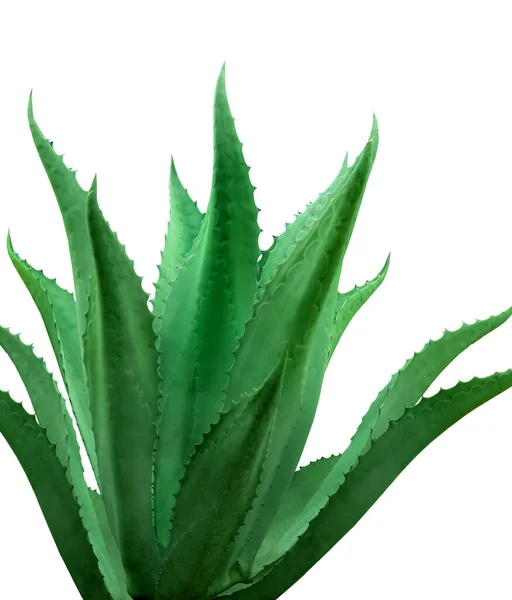 白い背景に美しい緑のアガベ植物 — ストック写真