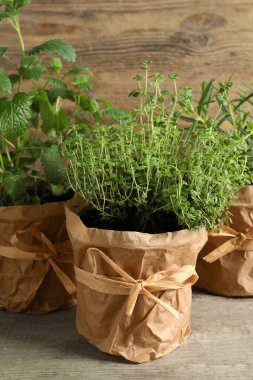 Ahşap masada farklı aromatik saksılar var.