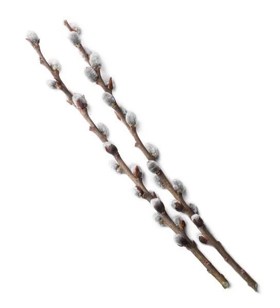 Beautiful Pussy Willow Branches Flowering Catkins Isolated White Top View — Φωτογραφία Αρχείου