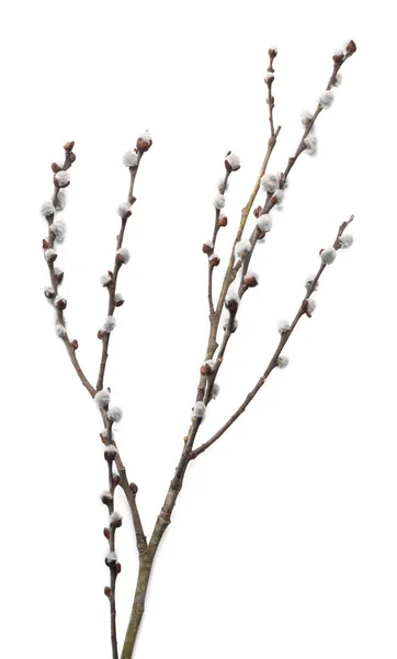 Beautiful Pussy Willow Branch Flowering Catkins Isolated White — Stok fotoğraf