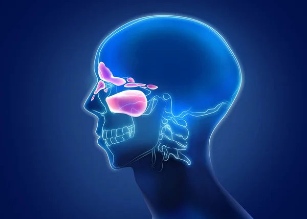 青の背景に鼻腔で進行性副鼻腔炎を示す男のX線写真 イラスト — ストック写真