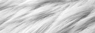 Arka plan olarak beyaz sahte kürk, yakın plan. Pankart tasarımı