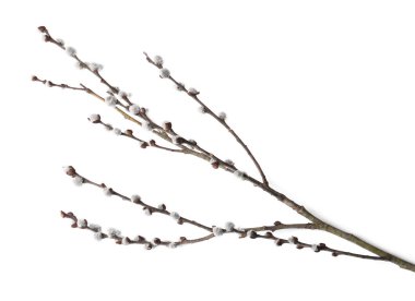 Beautiful pussy willow branch with flowering catkins isolated on white