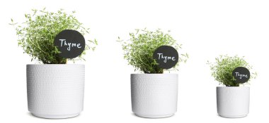 Kekik farklı boyutlarda, beyaz tencerelerde yetişiyor.