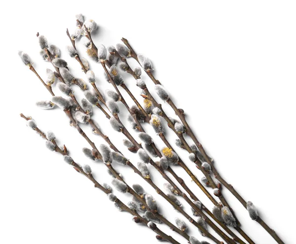 Beautiful Pussy Willow Branches Flowering Catkins Isolated White Top View — Foto de Stock