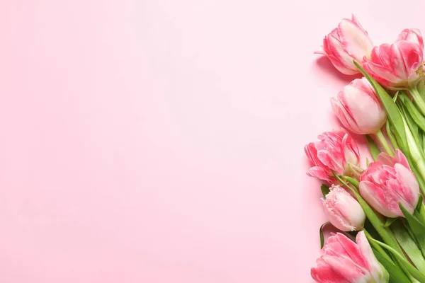 Mooie Kleurrijke Tulp Bloemen Roze Achtergrond Bovenaanzicht Ruimte Voor Tekst — Stockfoto