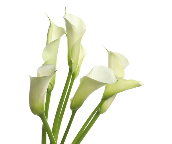 Hermosas Flores Lirio Cala Sobre Fondo Blanco —  Fotos de Stock