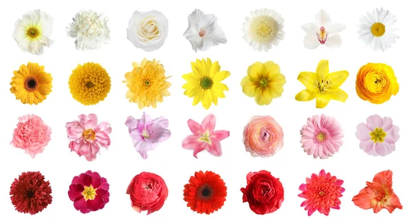 Set Von Verschiedenen Schönen Blumen Auf Weißem Hintergrund — Stockfoto