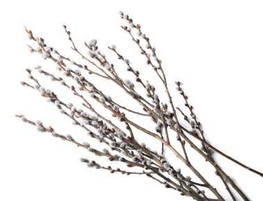 Beautiful pussy willow branches with flowering catkins isolated on white