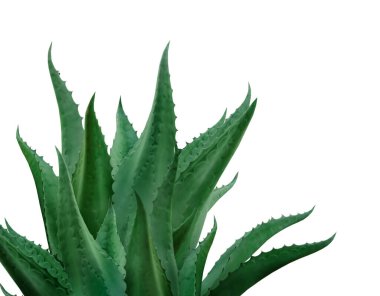 Beyaz arkaplanda güzel yeşil agave bitkisi