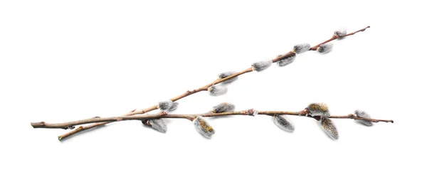 Beautiful Pussy Willow Branches Flowering Catkins Isolated White — Zdjęcie stockowe
