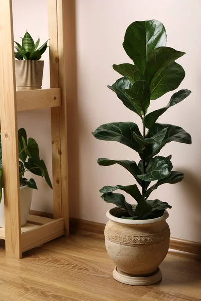Indah Ficus Dan Tanaman Rumah Tangga Dalam Pot Dalam Ruangan — Stok Foto