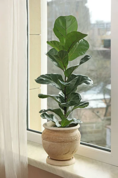 Bela Planta Ficus Vaso Peitoril Janela Dentro Casa Decoração Casa — Fotografia de Stock
