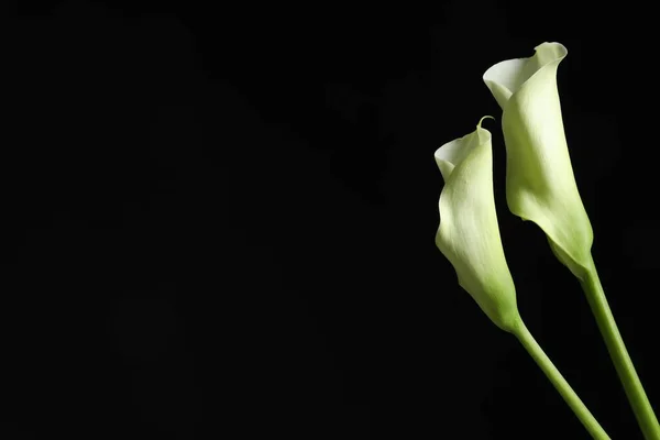 Schöne Calla Lilienblüten Auf Schwarzem Hintergrund Platz Für Text — Stockfoto