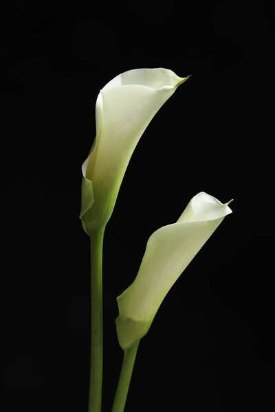 Beautiful calla lily flowers on black background