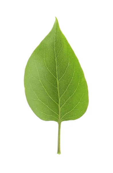 One Green Lilac Leaf Isolated White — Stock Photo, Image