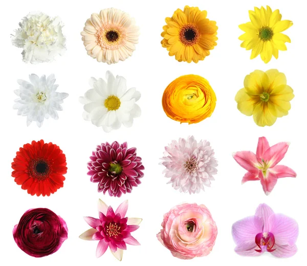 Zestaw Różnych Pięknych Kwiatów Białym Tle — Zdjęcie stockowe