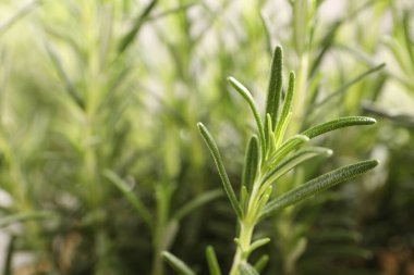 Aromatik yeşil biberiye filizi arka planda bulanık, yakın plan. Metin için boşluk
