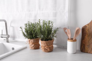 Aromatik yeşil biberiye beyaz tezgahın üstünde çömlekler içinde